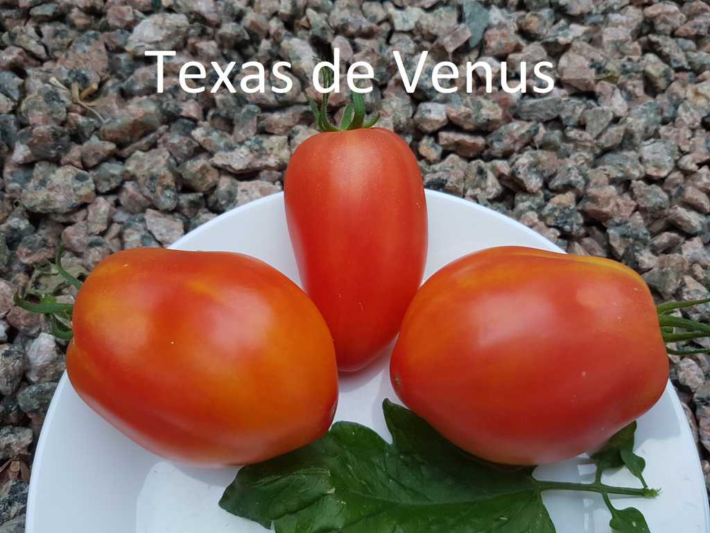Texas de Venus